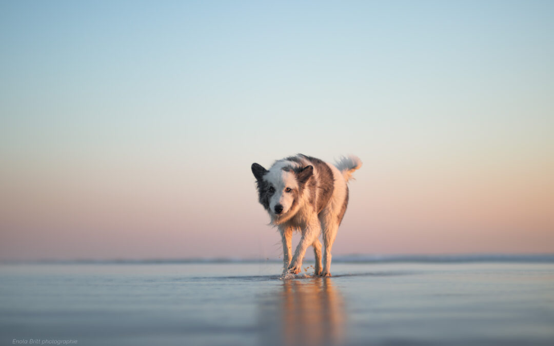 Comment avoir un bon rappel sur son chien ?